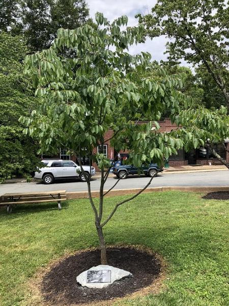 image of tree and plaque honoring Seaman Dakota Rigsby