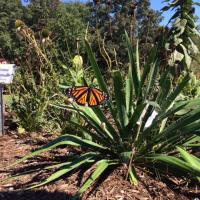 photo of yucca plant with monarch butterfly