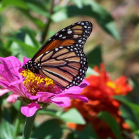 Butterfly on a flower in the butterfly garden