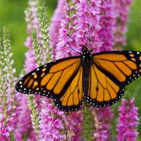 Monarch butterfly