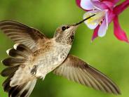 hummingbird at a flower