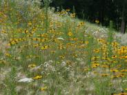 meadow with white and yellow flowers