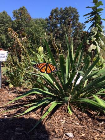 photo of yucca plant with monarch butterfly