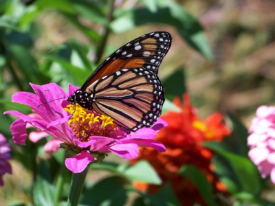 Butterfly on a flower in the butterfly garden