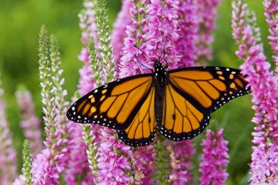 Monarch butterfly